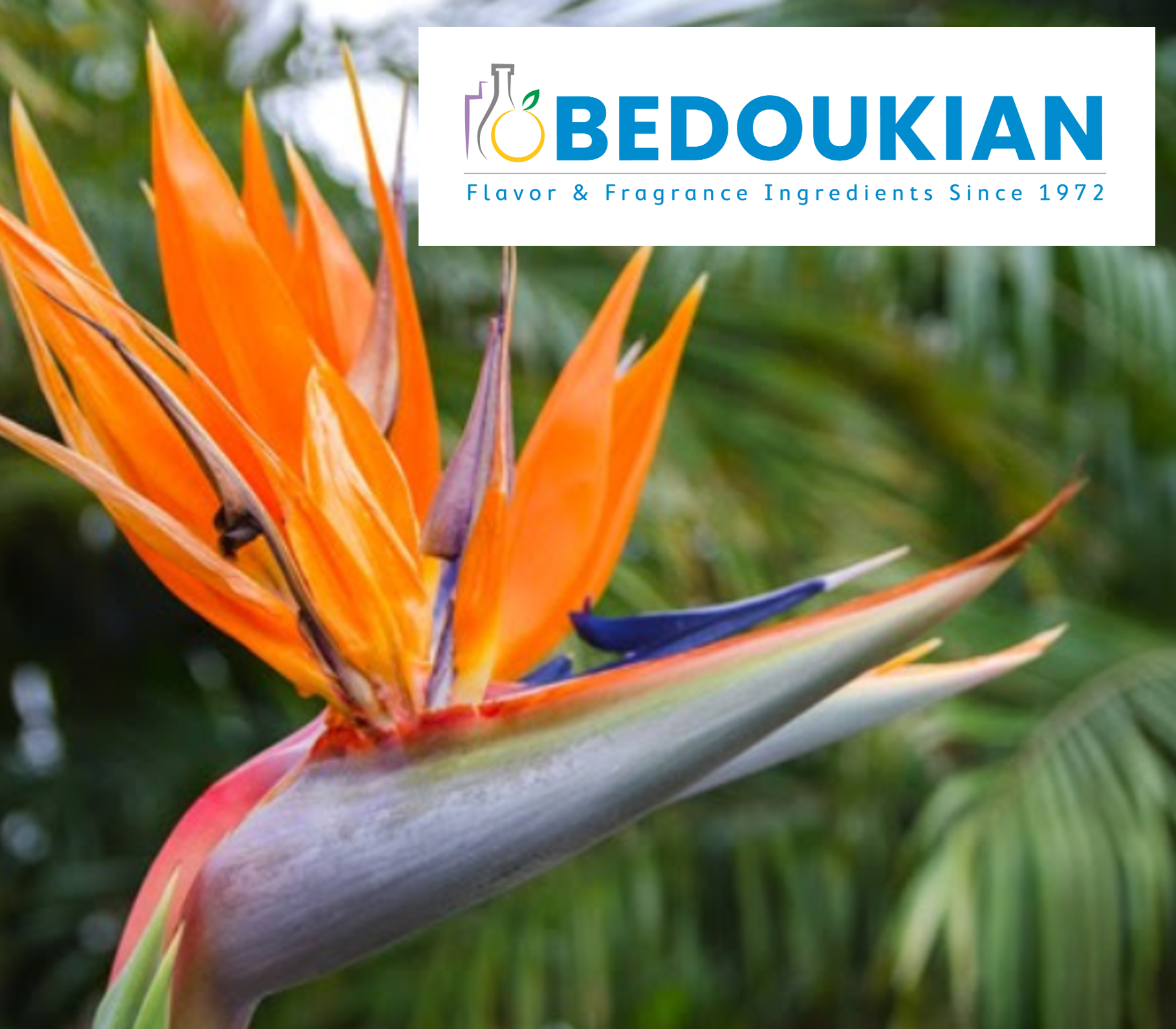 ベドキアン社「ニュースレター:南国の楽園」